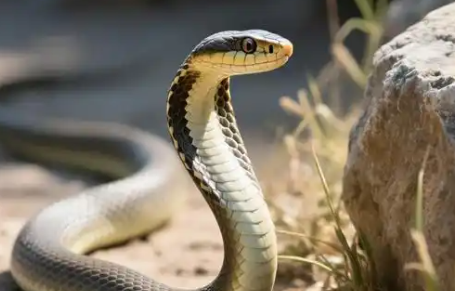 眼镜蛇疑因犯馋溜进蛋糕店？