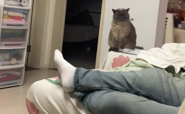 猫咪表情愁眉苦脸笑翻众人。网友：好命苦的感觉