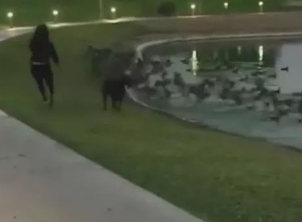 奉劝大家遛狗的时候不要靠近鸟群和水边，不要问我怎么知道的 