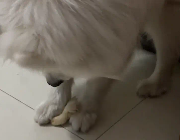 萨摩耶跟小鸡玩耍，不小心用爪子摁住小鸡。鸡：俺不中了 