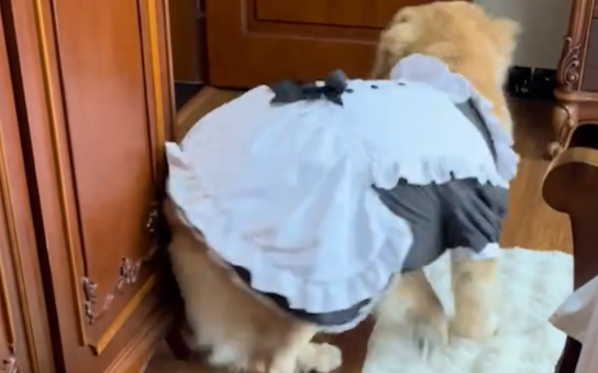 女子家洗衣机漏水，金毛甩头提醒。女子：有时候觉得自己挺有灵性的