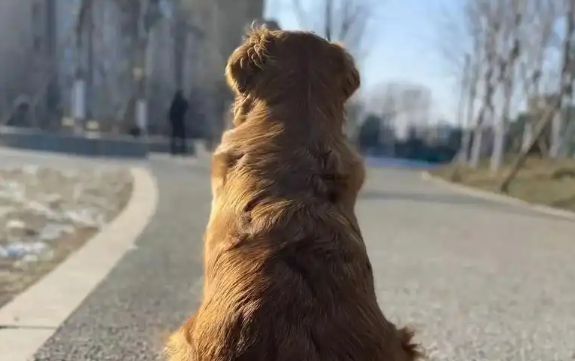 78岁老人突然出事，相伴9年的“金毛”反常举动救下一命！