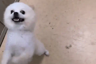 女子电梯偶遇小狗，帮狗子按电梯没找到家