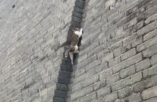 旅游偶遇爬城墙的猫咪。猫：无人扶猫凌云志，我自踏雪上山巅 