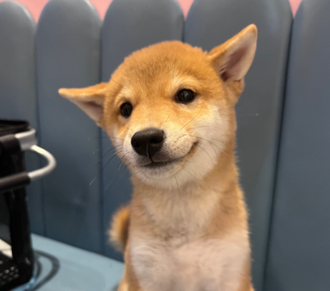 两只宠物打架，双方主人“对簿公堂”…