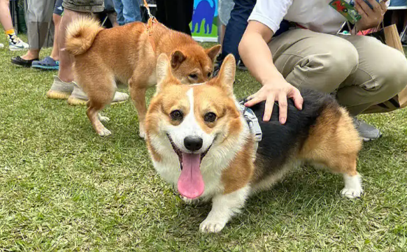 宠物消费持续火热，“它经济”催生新业态