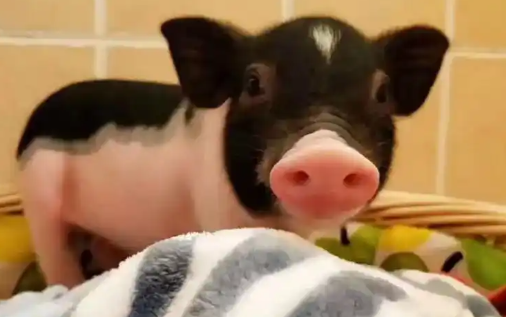 宠物猪走红网络，主人靠它成为网红