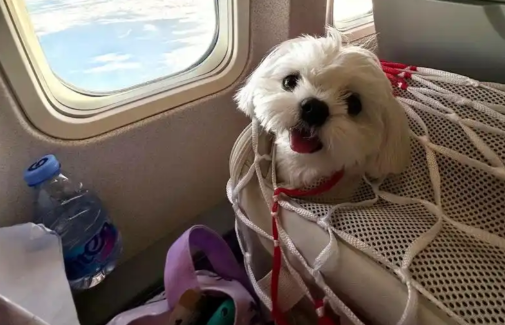 宠物友好航班来了，为“毛孩子”带来便利
