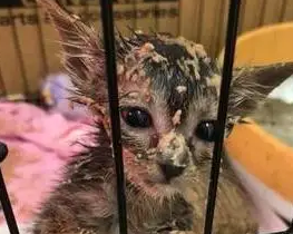 女子救了一窝猫，第一次吃肉泥不小心掉进成了脏脏猫