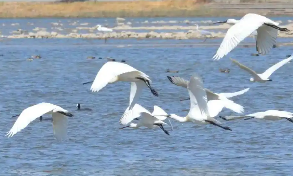 春季迁徙季基本结束 鸻鹬类鸟开始繁殖 崖沙燕回归石家庄