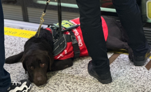 深圳酒店拒绝导盲犬后续：从冲突到示范的蜕变