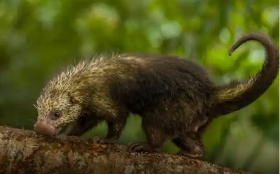 蜥蜴、水豚、土拨鼠等小众宠物走红，中疾控提醒！