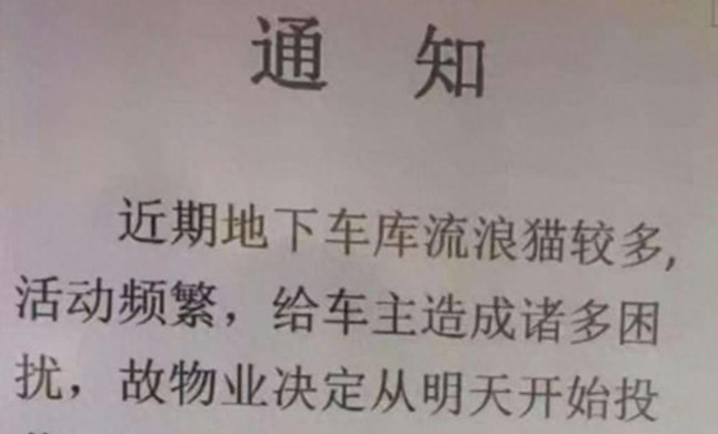 长春一小区投药应对流浪猫？律师：此举欠妥
