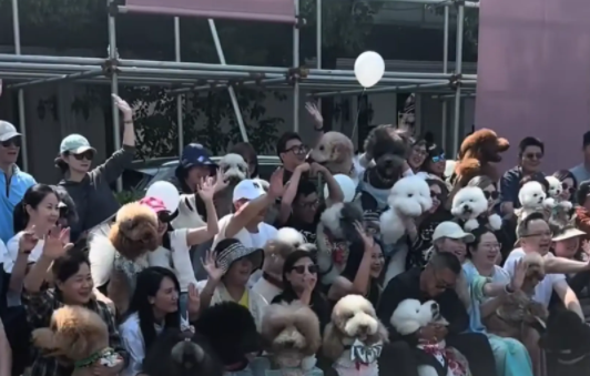 女子受邀参加狗狗的婚礼，现场热闹非凡！