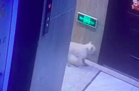 主人进家随手关门，把狗关到了门外！它也不叫，在门口等了几小时