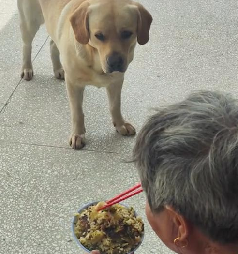 狗狗盯着奶奶碗里的饭，眼珠子都要瞪出来了！