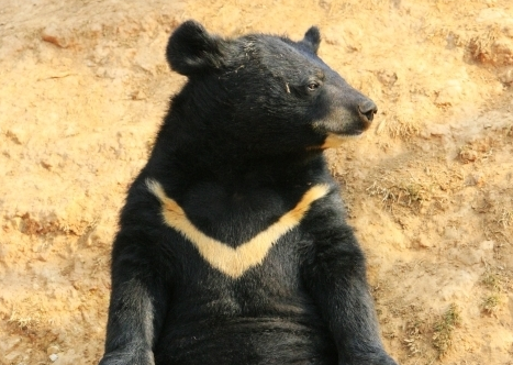 小心熊出没！邯郸一动物园一头黑熊逃离：至今仍未找到