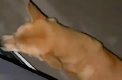 喂了几次小卖部老板的狗后，每次它都要上自己的车！