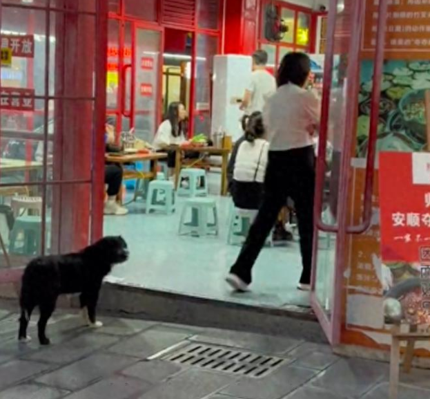 懂事的流浪狗不进入饭店里，只在门口等待投喂