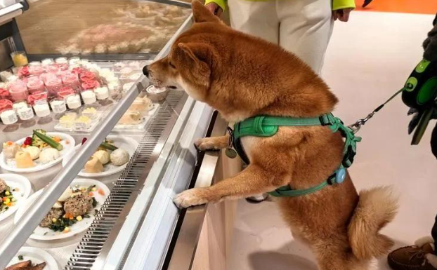 上海狗狗婚礼引网友热议，你如何看待？