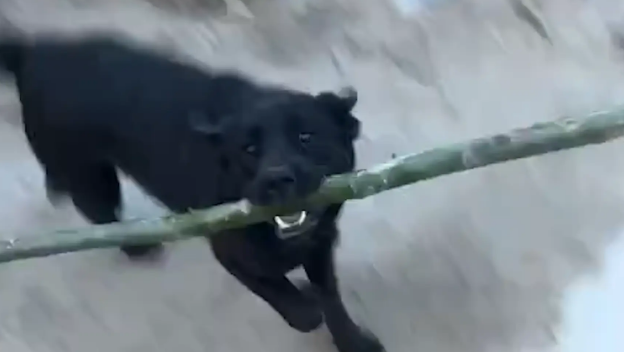 狗子学会用棍子打主人。网友：齐天狗剩