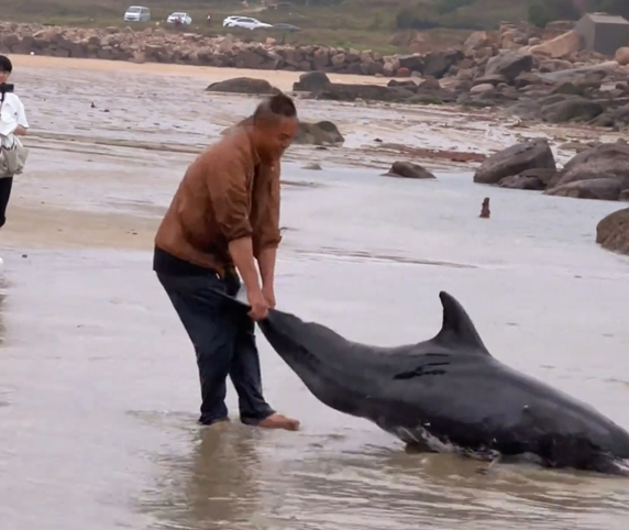 海豚搁浅 该不该拖上浅滩？平潭一男子救助海豚引争议