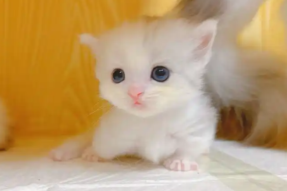 高铁宠物托运试点，开启“带宠出行”新时代