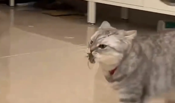 猫咪逮了一只蝉叼在嘴里。网友：京中有善口技喵