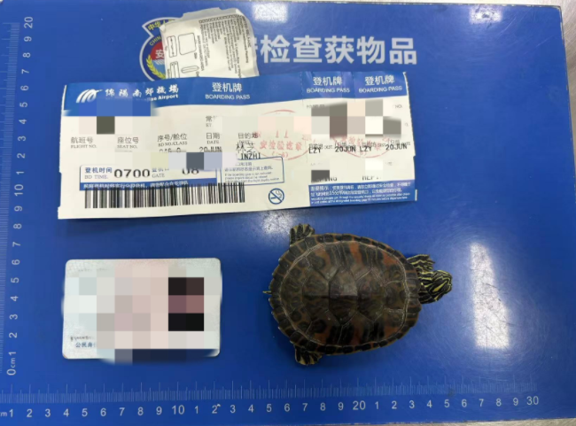 女子将宠物乌龟藏在蝴蝶结盘发内，过安检乘飞机时被查