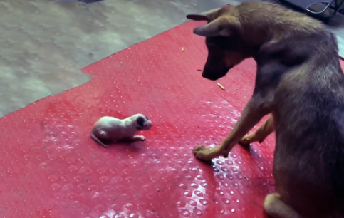 流浪狗在街边生下4只小狗，被好心人带走后，它竟找上门要孩子