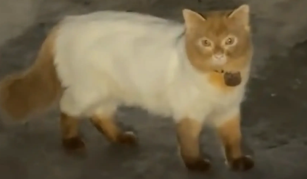 女子偶遇长相奇特的猫咪，小猫：你好，我是喵江大盗