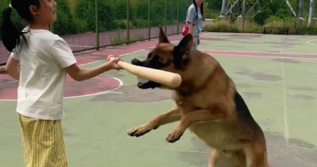 小女孩跟德牧玩棒球，狗子抢球，小女孩一棒子抡到了狗嘴上