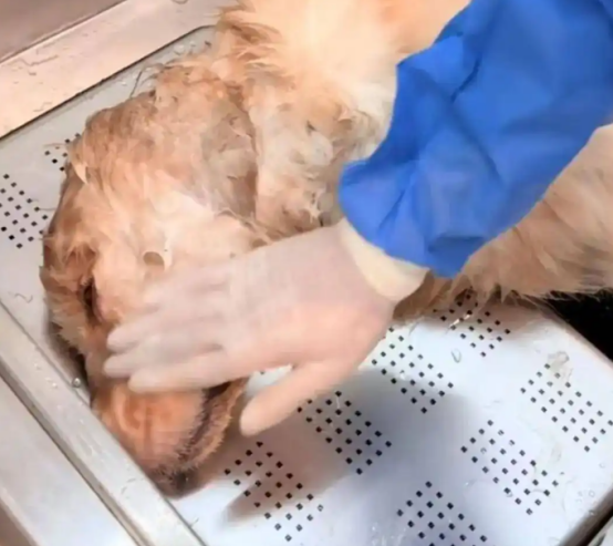 金毛餐馆蹭空调避暑遭殴打后死亡？警方已介入