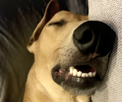 男子第一次给狗子做饭，狗子直接把盆掀了