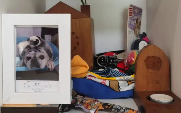 做宠物殡葬师这两年：并非暴利行业