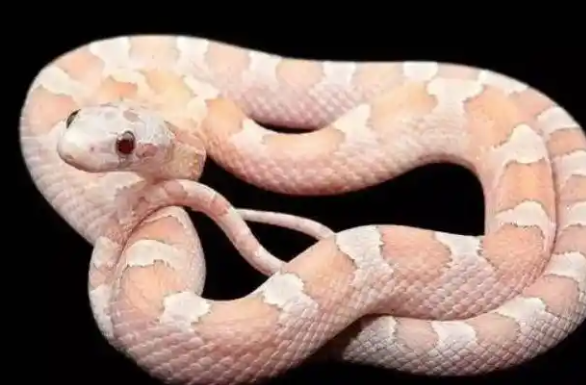 蛇也能当宠物？小心外来物种入侵！