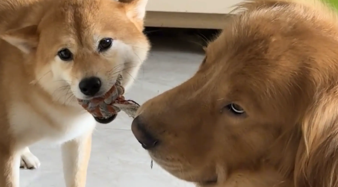 柴犬和金毛抢玩具，双方僵持不下。金毛：真是无语