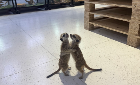 一条蛇卖到上万元，冷血动物等异宠成宠物界“新势力”