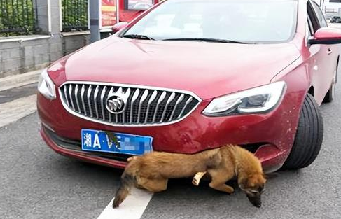 驾车撞上未拴绳宠物狗后逃逸，司机被判承担30%责任