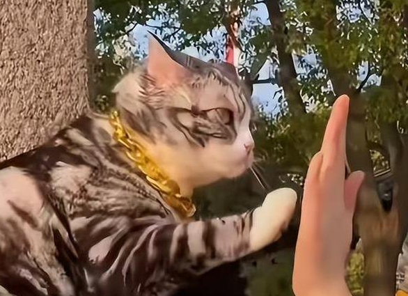 糖豆小猫火了！游客争相“击掌”~