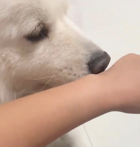 网友在狗狗幼儿园工作，一回家自家狗就闻她！