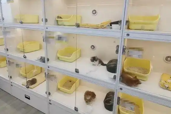 小猫离世还要继续还“猫贷”？