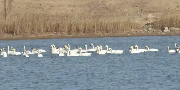 春季迁徙季基本结束 鸻鹬类鸟开始繁殖 崖沙燕回归石家庄