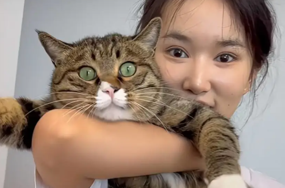 流浪猫逆袭成“猫医生”，专治人心已“接诊”120余人