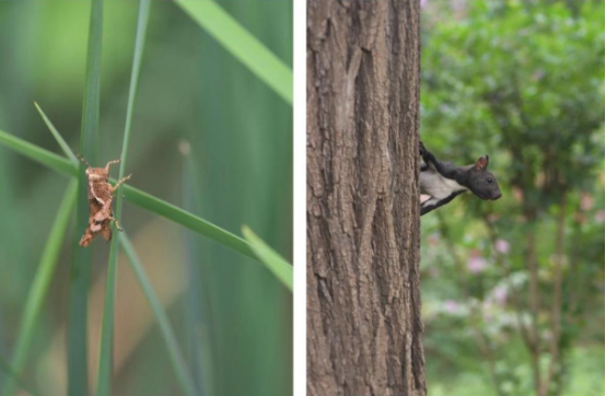 观鸟“捕”蝴蝶“捉”松鼠