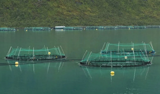 2.7万条养殖三文鱼逃逸 抓一条鱼奖励346元！