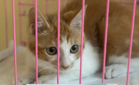 不便宜的宠物医疗：猫狗主人喊贵 宠物医院喊亏