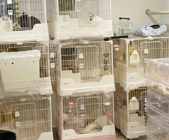 00后的她在金山开了家仓鼠店