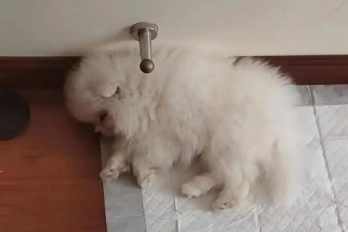 女子在直播间买到“星期狗”，商家：可补发不退款