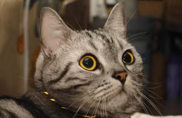 这届年轻人养猫年花费5000元，“宠物经济”催热千亿赛道